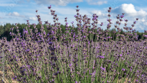 Lavender flower field. Blooming Violet fragrant lavender flowers. Harvest perfume ingredient, aromatherapy.