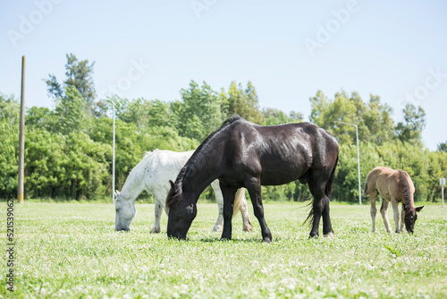 FAMILIA DE CABALLOS