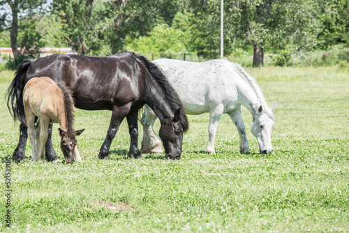 FAMILIA DE CABALLOS