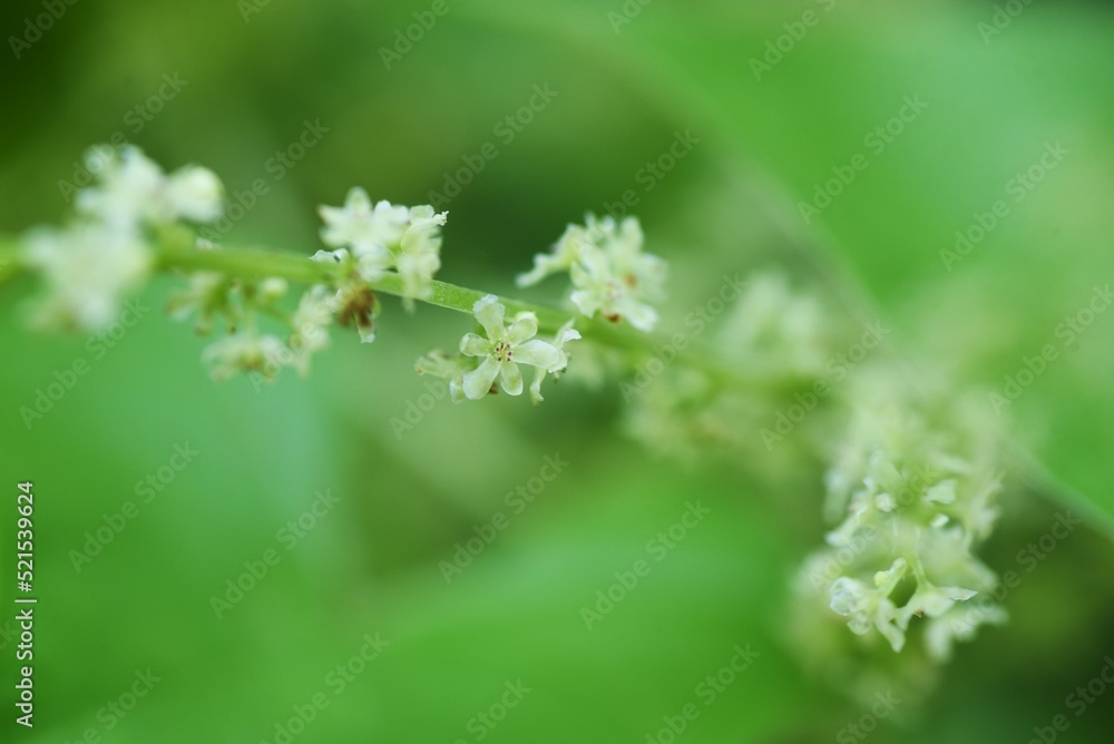 Japanese yam ( Dioscorea japonica ) flowers and leaves.Dioscoreaceae