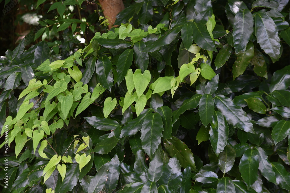 Japanese yam ( Dioscorea japonica ) flowers and leaves.Dioscoreaceae ...