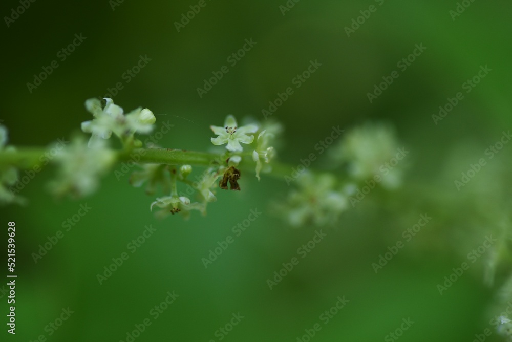 Japanese yam ( Dioscorea japonica ) flowers and leaves.Dioscoreaceae