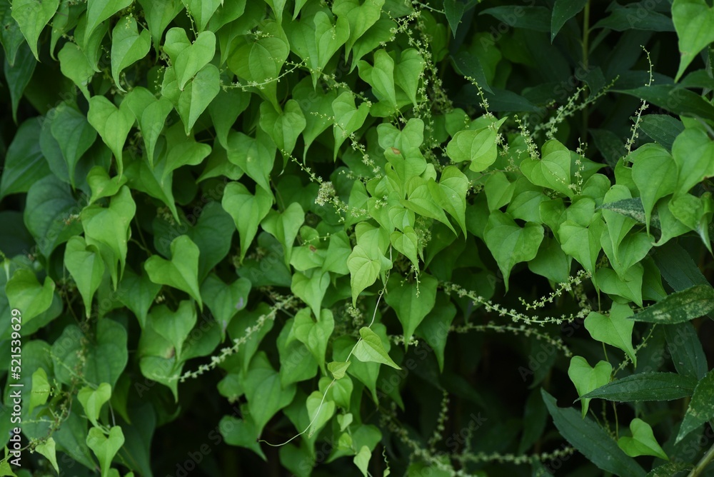 Japanese yam ( Dioscorea japonica ) flowers and leaves.Dioscoreaceae