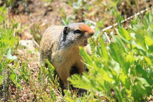 Photography Mad Varmint