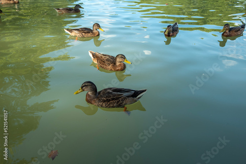 ducks in the lake