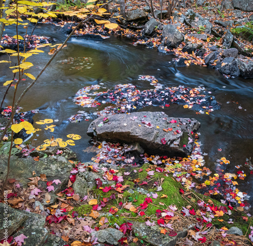 Fototapeta Naklejka Na Ścianę i Meble -  autumn leaves in flowing water