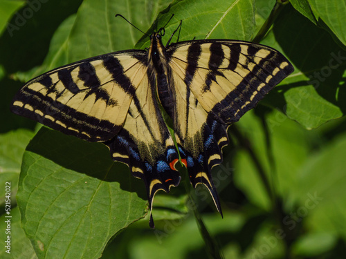 Detail of Western Tiger Swallowtail (Papilio rutulus) resting on green leaves.