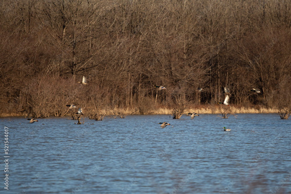 Mallard and Gadwall Ducks in Flight