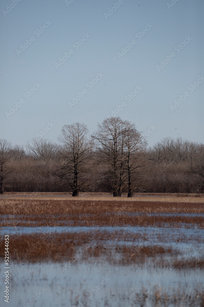 custom made wallpaper toronto digitalReed Brakes in Water