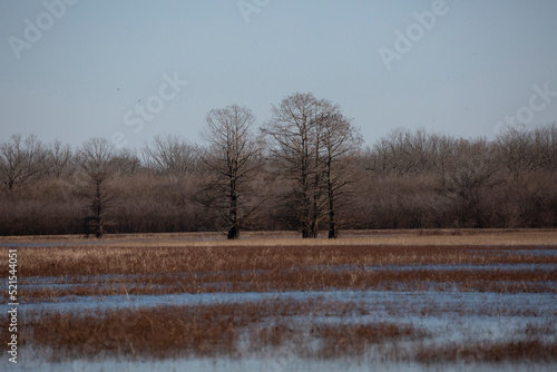 Wallpaper Mural Reed Brakes in Water Torontodigital.ca