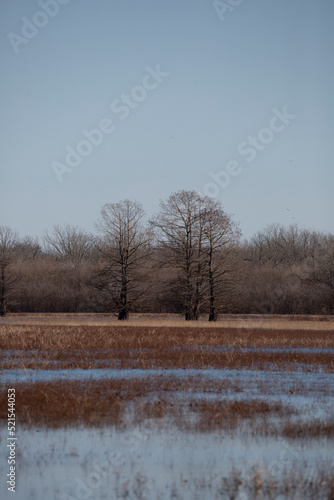 Wallpaper Mural Reed Brakes in Water Torontodigital.ca