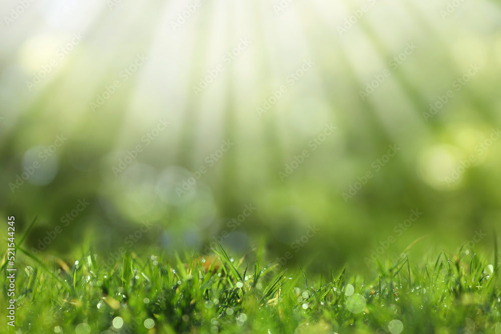 Beautiful green grass with morning dew on sunny day. Bokeh effect Beautiful green grass with morning dew on sunny day. Bokeh effect