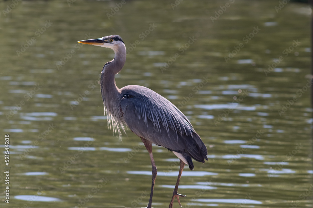 Great Blue Heron looking for dinner at Tenmile Lake Great Blue Heron looking for dinner at Tenmile Lake