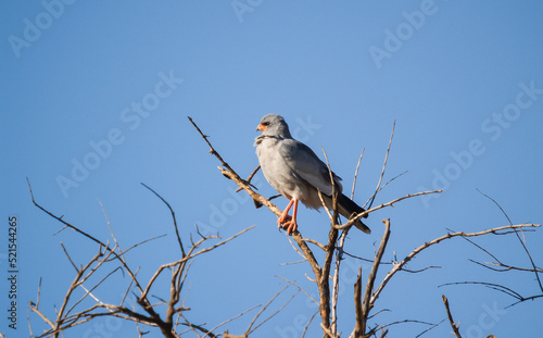 Pale chanting goshawk in tree