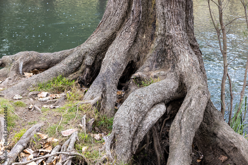 River She Oak Trees along side of Cotter River; Australian Capital Territory Australia