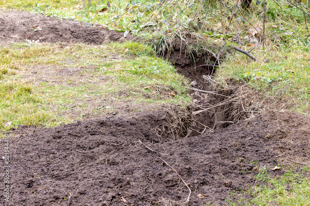 Fototapeta premium Common Wombat diggings and hole