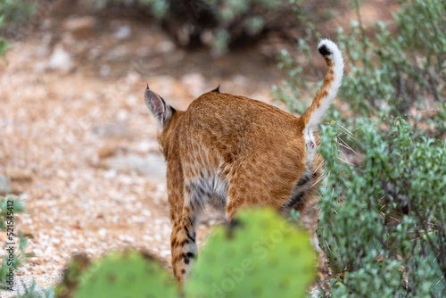 A bobcat, Lynx rufus, marking territory in the Sonoran Desert, by spraying on vegetation. Here the cat is urinating on some brittlebush. Pima County, Oro Valley, Arizona, USA. © Charles