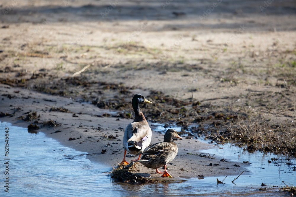Obraz premium Mallard Drake and Hen