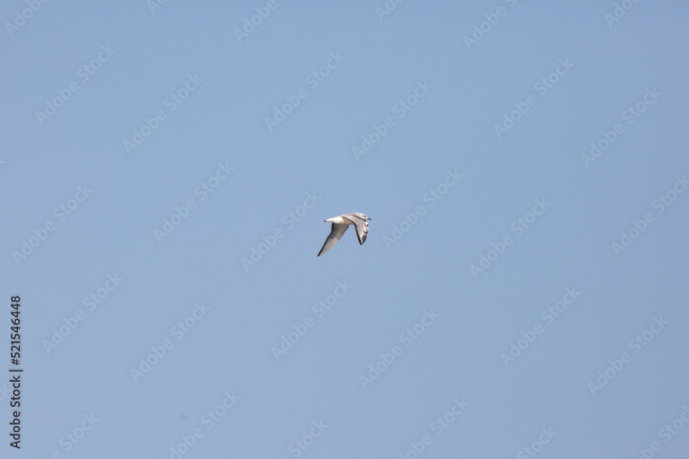 Bonaparte's Gull in its Winter Plumage Bonaparte's Gull in its Winter Plumage
