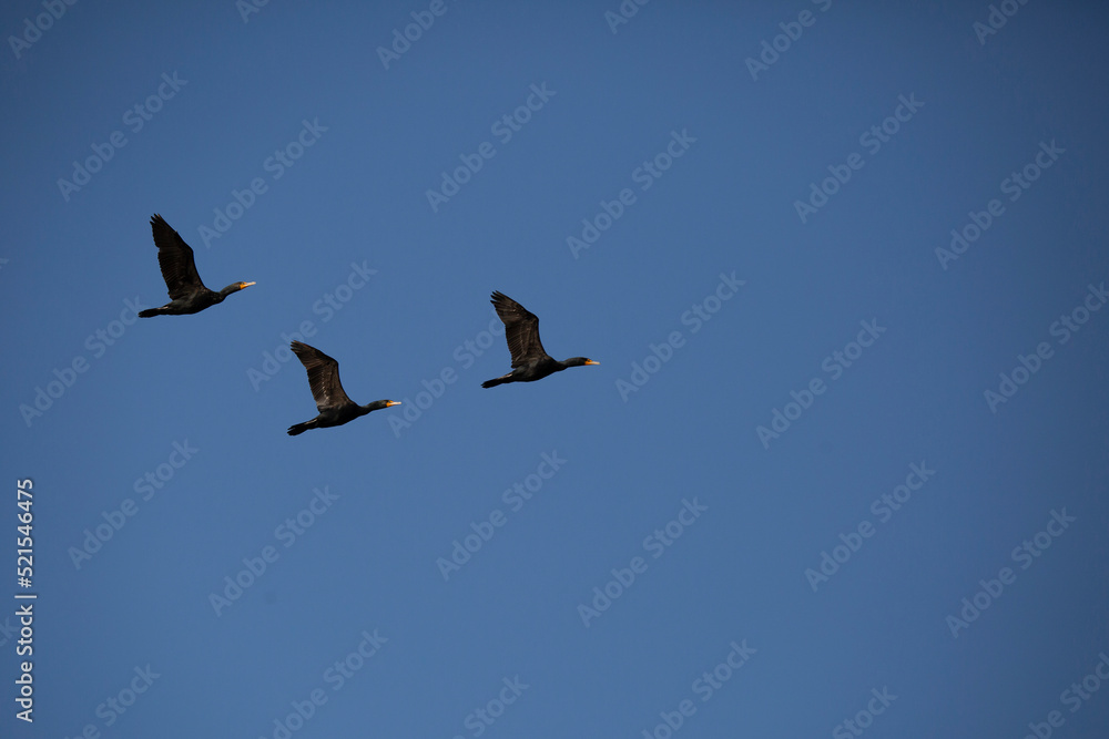 Three Double-Crested Cormorants Flying Three Double-Crested Cormorants Flying