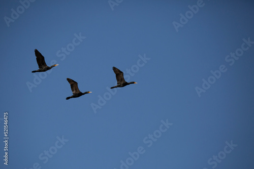 Three Double-Crested Cormorants Flying
