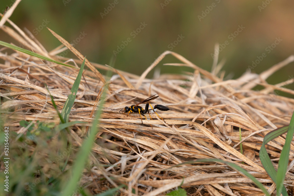 Yellow-Legged Mud Dauber Wasp Yellow-Legged Mud Dauber Wasp