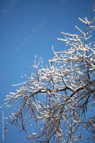 Snow-Covered Tree Branches