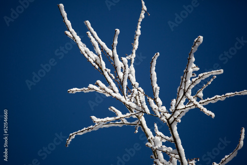 Snow-Covered Tree Branches © Brandy McKnight