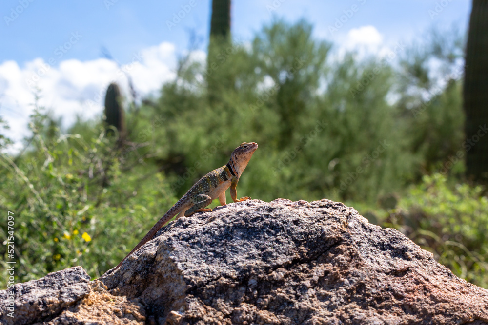 An Eastern collared lizard, Crotaphytus collaris, basking in the sun in ...