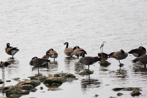 Snowy Egret and Canada Geese