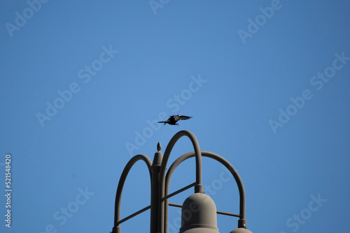 Male Red-Winged Blackbird Landing photo