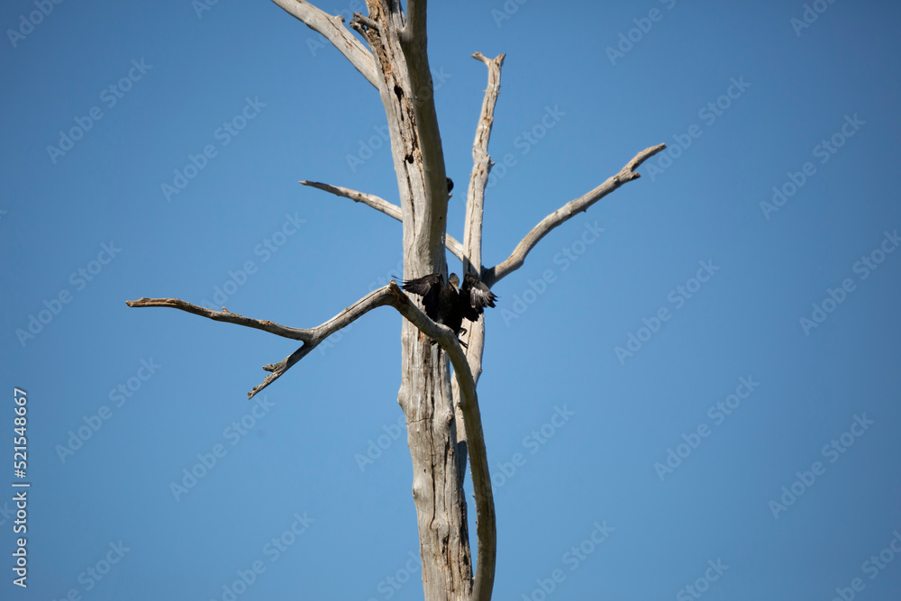 Adult Double-Crested Cormorant Landing on a Tree Adult Double-Crested Cormorant Landing on a Tree
