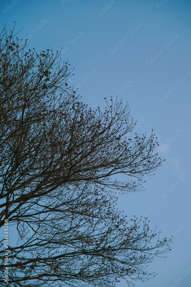 tree branches against blue sky tree branches against blue sky