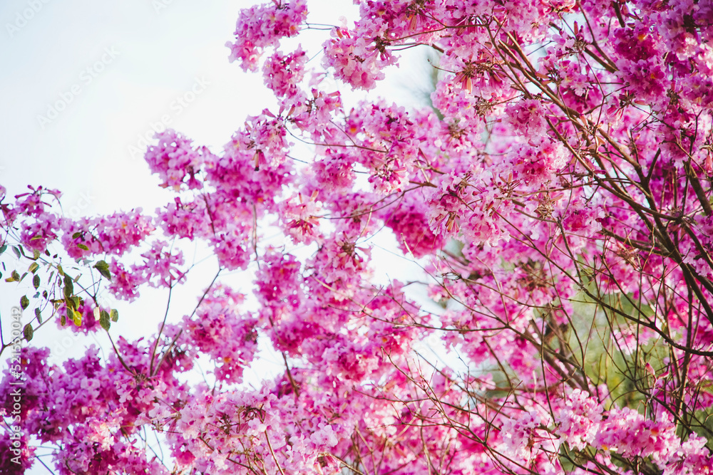 Beautiful Ipe Tree Pink Flowers