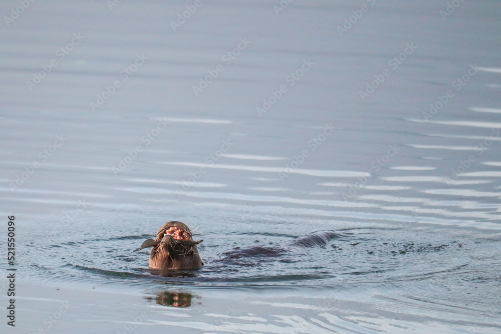 Fototapeta premium Otter Eating Two Fish