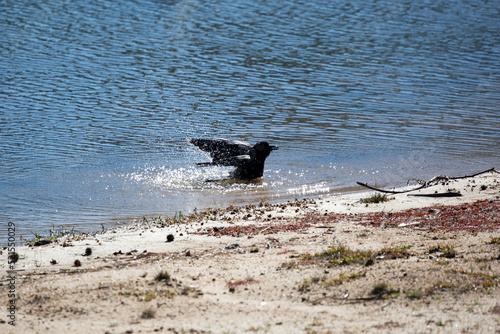 Fish Crow in the Water photo