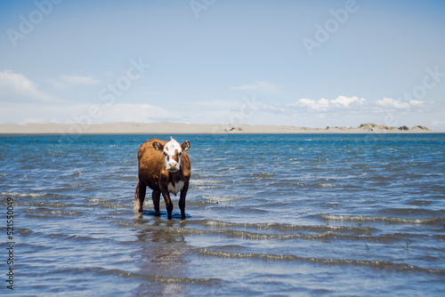 Wallpaper Mural Vaca de vacaciones Torontodigital.ca