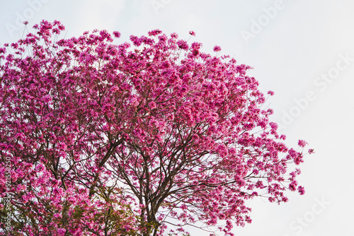 Beautiful Ipe Tree Pink Flowers