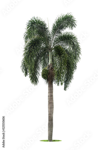 Palm tree isolated on white background, Clipping path included. © pornsawan