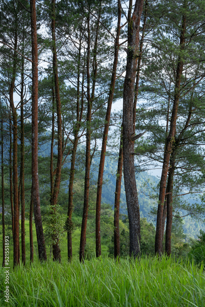 pine forest in the morning pine forest in the morning