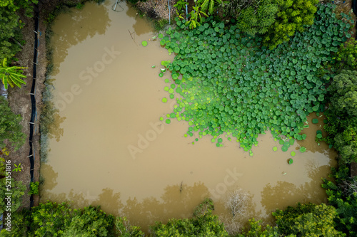 high angle view of lotus leaf in a pond