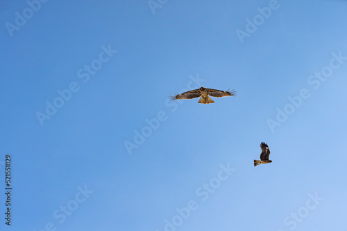 よく晴れた青空の中を飛び回る2羽の鳶。猛禽類の飛翔姿