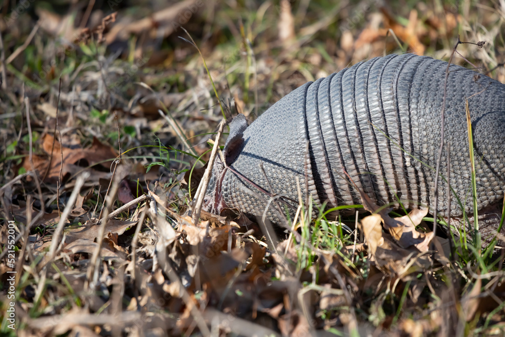 Nine-Banded Armadillo Foraging Nine-Banded Armadillo Foraging