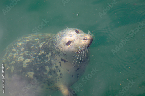 Harbor Seal at the Surface