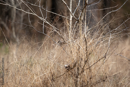 Lincoln s Sparrow