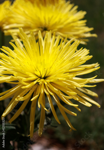 close up of a yellow chrysanthemum flower in the garden