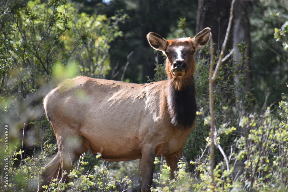 Young elk in bushes