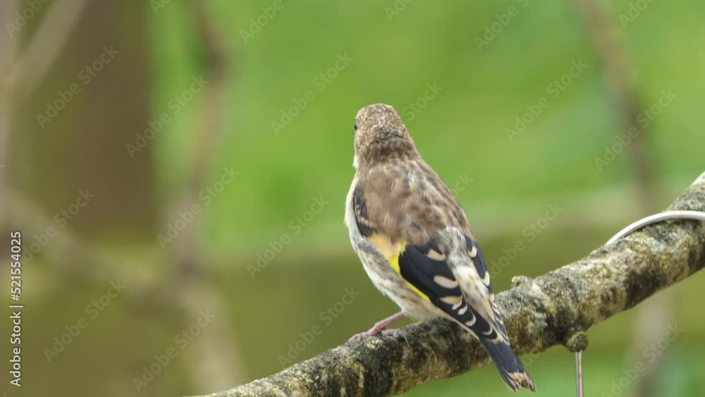 European Goldfinches feeding at a bird table Ireland European Goldfinches feeding at a bird table Ireland