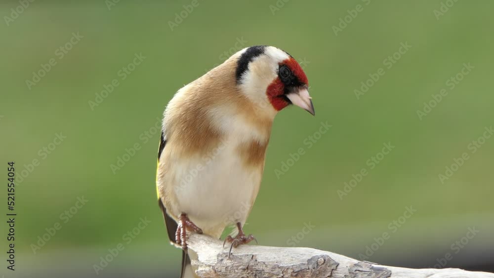 European Goldfinches feeding at a bird table Ireland European Goldfinches feeding at a bird table Ireland