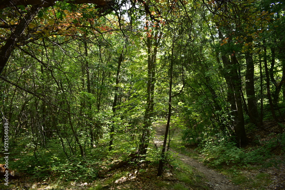 Obraz premium trees in the woods